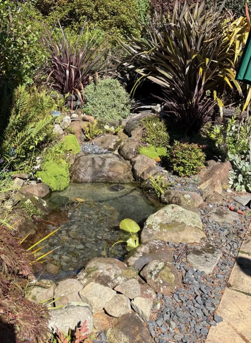 The same pond after renewal, with clear water, clean stone edging and healthy planting
