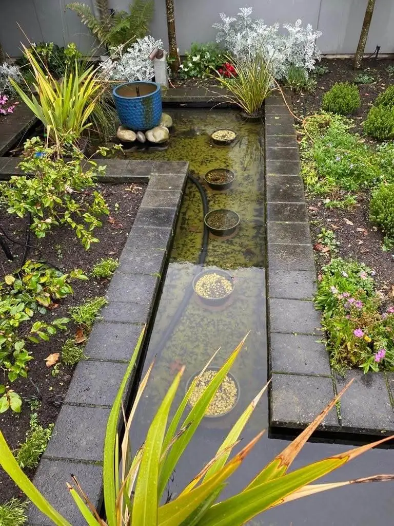 A pond clouded with algae and debris, before cleaning