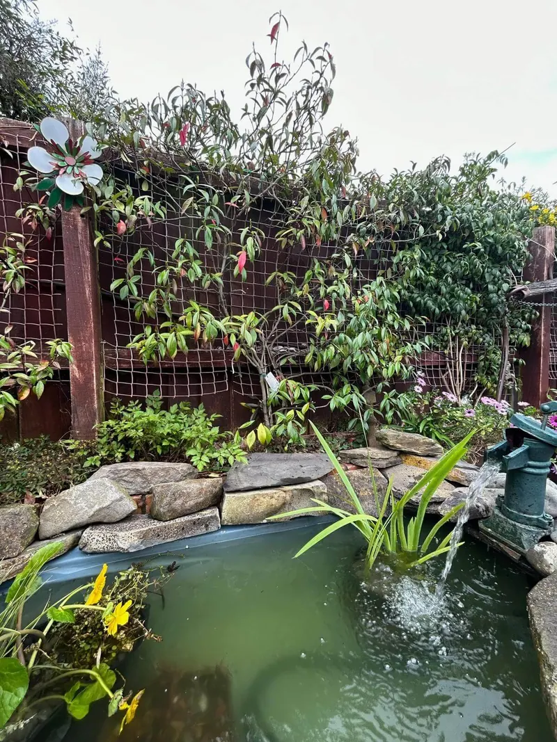 Pond with a stone waterfall running into it