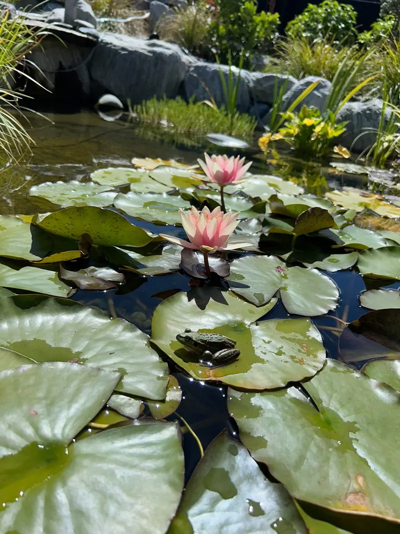 Pond and water feature in a modern garden with a black fence